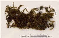 藏品(大灰氣苔)的圖片